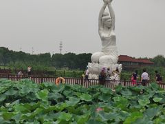 -荷塘月色湿地公园·向阳花洲