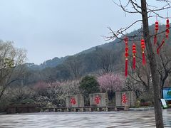 -香雪海