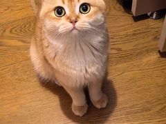 -欣宠猫屋·矮脚拿破仑·蓝金金渐层