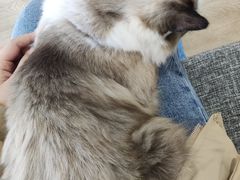-南京Hallo宠物乐园·哈罗犬舍·柴犬繁育基地