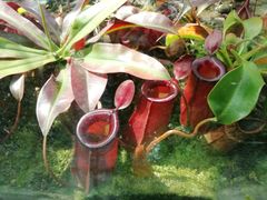 -国家植物园南园