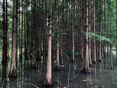 -桤木河湿地公园