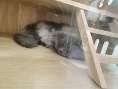 -BABIT巴比特宠物(MOMOPARK店)