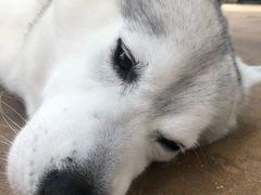 -TrueLove @ Neverland (Husky Cafe)