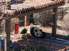 -大连森林动物园