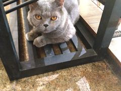 -more than meow吴止猫主题餐厅(承德 中船汇店)