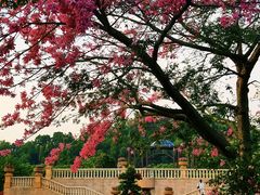 -东莞植物园