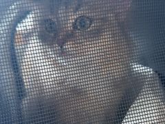 -艾贝尔宠物医院·24H转诊中心·肿瘤猫专科(江宁双龙店)