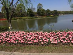 -上海鲜花港
