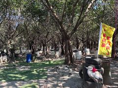 -天下先生态园农庄CS团建露营地(海鸥岛店)