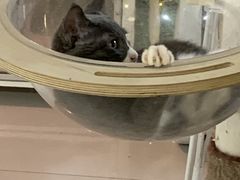 -平行世界·猫咖(首经贸店)