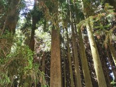 -武陵山森林公园