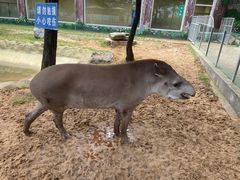 -西霞口神雕山野生动物世界