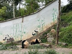 -中国大熊猫保护研究中心雅安碧峰峡基地
