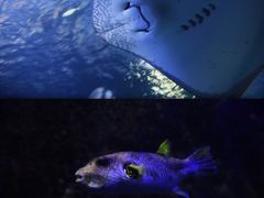 -太平洋海底世界