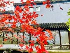 -秋霞圃