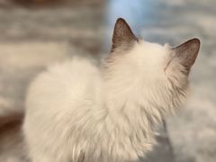 -楼上猫咖(罗湖店)