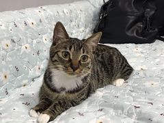 -派特宠物医院(圆融广场店)