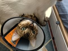 -艾贝尔宠物诊疗