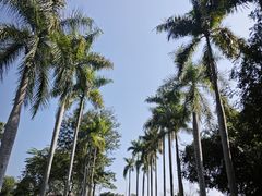 -中国科学院西双版纳热带植物园