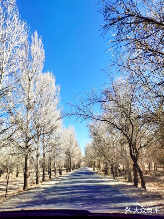 金塔沙漠胡杨林景区图片