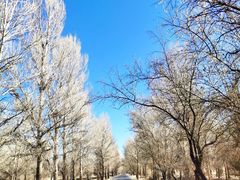 -金塔沙漠胡杨林景区