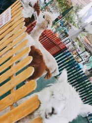 -萌宠亲子动物乐园(槐房万达店)