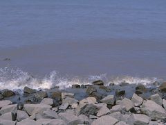 -上海滨江森林公园