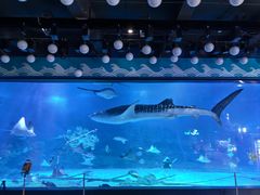 -烟台海昌鲸鲨海洋公园