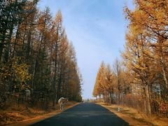 -塞罕坝国家级自然保护区