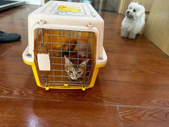 -千城康桥宠物医院·猫科·骨科·心脏