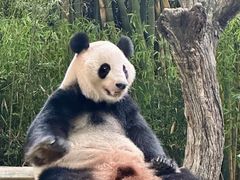 -广州长隆野生动物世界