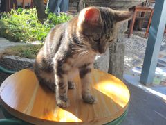 -喵屿·大理花园猫咖