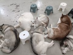 -星多哈·狗咖·拼豆·咖啡