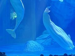 -上海海昌海洋公园-冰山北极馆