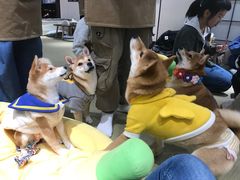 -逗柴咖啡屋·狗咖猫咖宠物桌游
