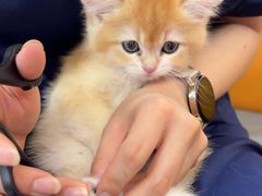 -北京观赏动物医院·24小时大型综合·猫专科·异宠专科