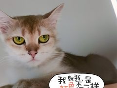 -东方名猫馆·英短金渐层布偶猫舍(环线广场1号楼店)