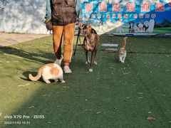 -宠物寄养训练学校