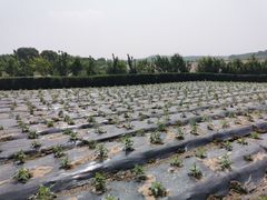 -北纬44度·金珠花海休闲农业旅游景区