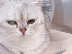 -爱侣宠医·鹦鹉专科·小型哺乳类·异宠专科(灵石路店)