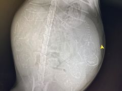 -瑞派旺宝宠物医院·犬猫全科综合·尿道专科(莲兴院)