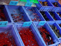 -桂林市花鸟市场