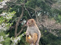 -苏州上方山国家森林公园