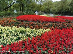 -上海共青森林公园