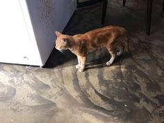 -李良记无米粿鲎粿(平东一街店)