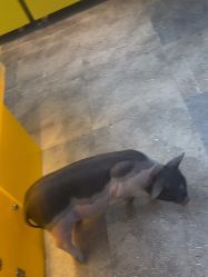 -神奇动物撸宠馆·羊驼·小浣熊·异宠(豫园店)