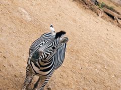 -石家庄市动物园