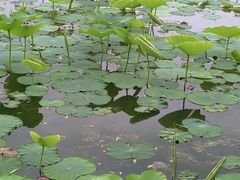 -莲花池公园