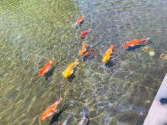 -前海华侨城JW万豪酒店·都会尚膳自助餐厅·牛排海鲜酒水畅飨